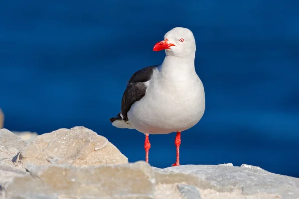 Vogel mit rotem Schnabel rotes Bein — Stockfoto