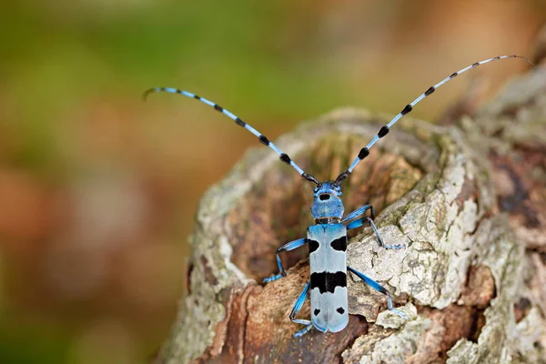 uzun sondaj yapmaya başladı ile ensest