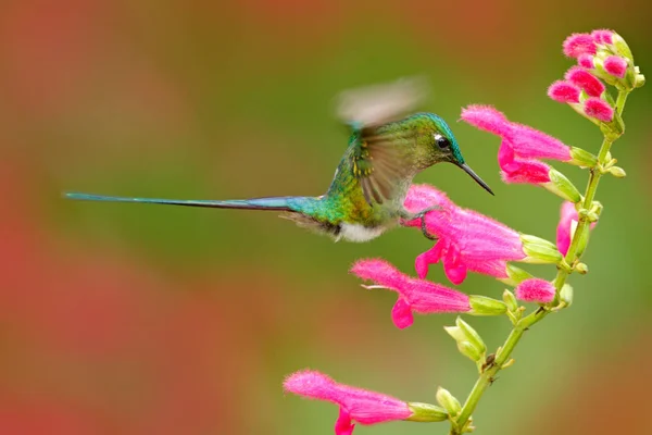 Néctar comedor de aves — Fotografia de Stock