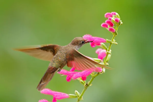 Beautiful bird with pink flower. — Stock Photo, Image