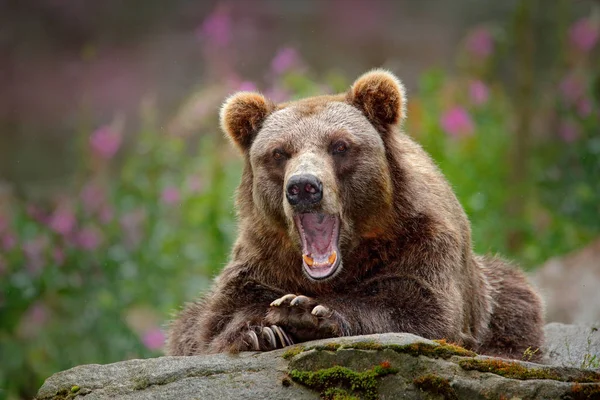 Urso castanho sentado — Fotografia de Stock