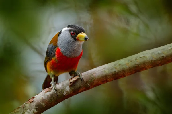 Красивая птица из тропических лесов . — стоковое фото