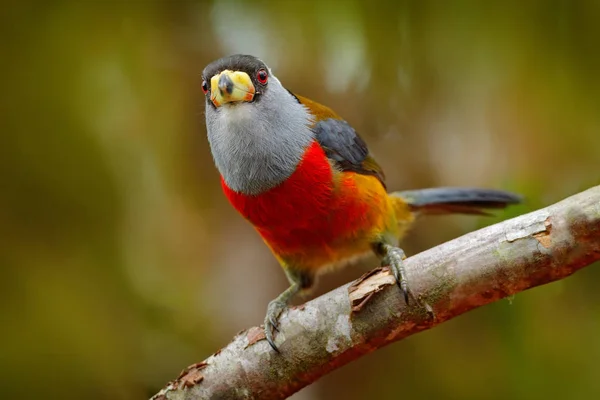 Exotický pták šedá a červená — Stock fotografie