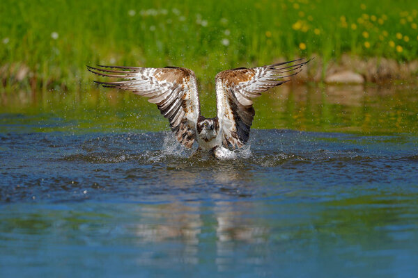Flying osprey with fish