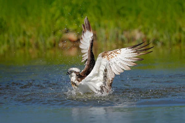 Osprey peixe de captura de aves — Fotografia de Stock