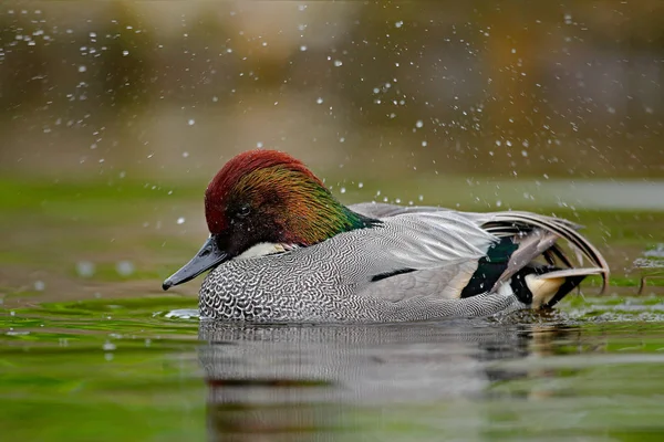 Falcated Tal или Falcated Duck — стоковое фото