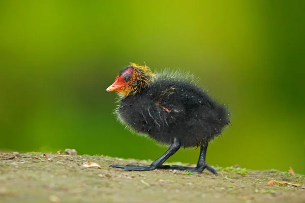 Pequeno pato jovem — Fotografia de Stock