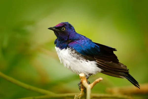 Cinnyricinclus leucogaster exótico Starlingexotic apoiado por violetas — Fotografia de Stock