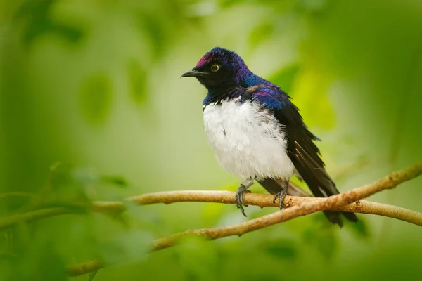 Starlingexotic con respaldo violeta Cinnyricinclus leucogaster — Foto de Stock