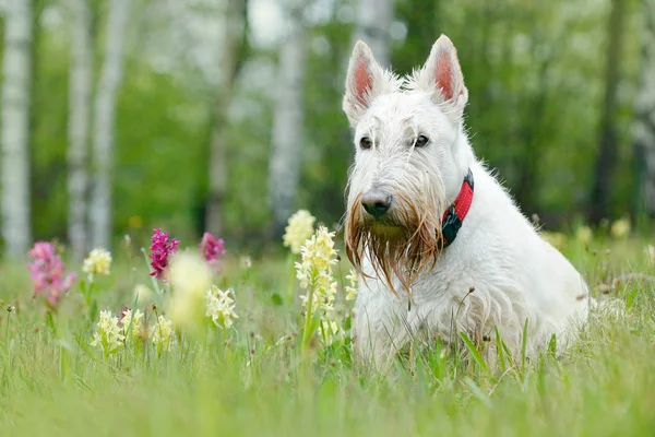 Branco wheaten escocês terrier — Fotografia de Stock