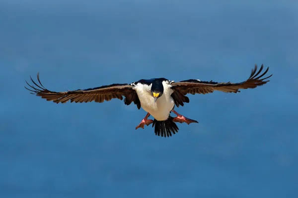 Πουλί σε θάλασσα ακτή — Φωτογραφία Αρχείου