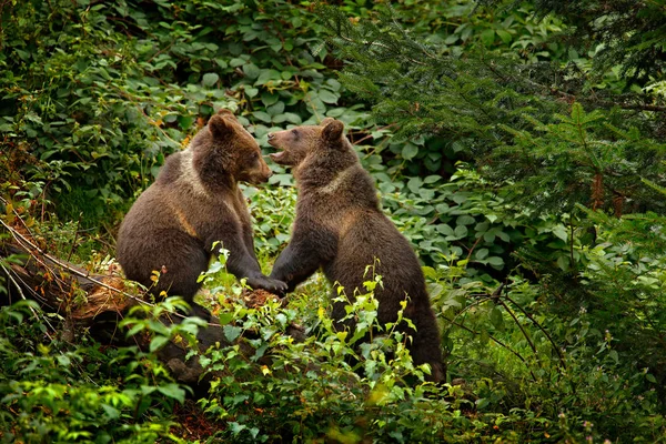 Dwa niedźwiedzie brunatne, Zagubieni w lesie — Zdjęcie stockowe