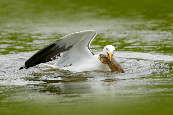 Kelp Kokmeeuw Larus dominicanus — Stockfoto