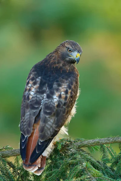 Falcão-de-cauda-vermelha Buteo jamaicensis — Fotografia de Stock