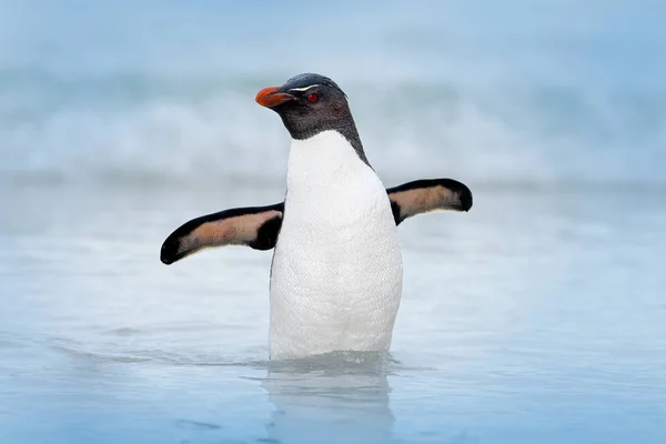 Pinguim Rockhopper em água — Fotografia de Stock