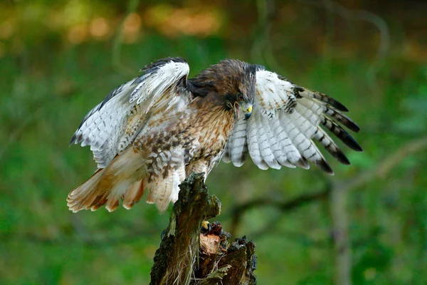 Red-tailed Hawk Buteo jamaicensis — Stock Photo, Image