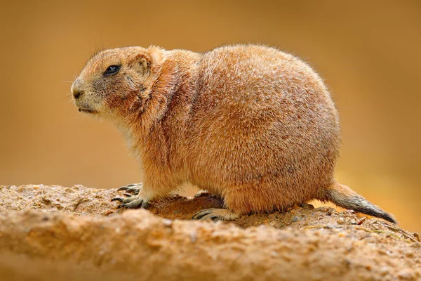 草原犬鼠坐在石头上 — 图库照片