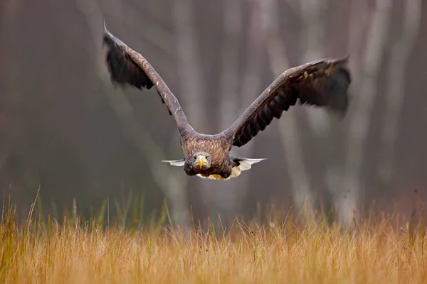 White-tailed Eagle flies in forest — Stock Photo, Image
