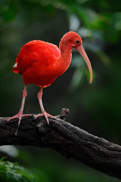 Pájaro rojo exótico sentado en la rama del árbol — Foto de Stock