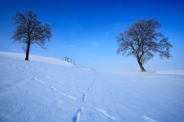 两棵树在冬天多雪的风景 — 图库照片