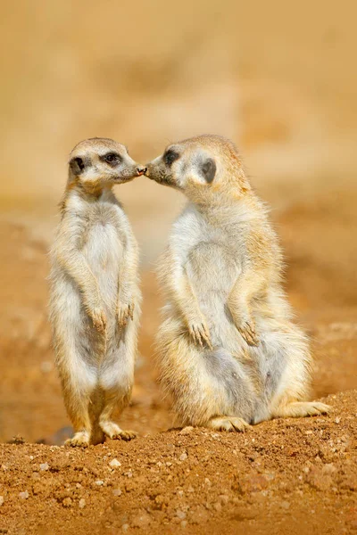 Meerkat pareja besos — Foto de Stock