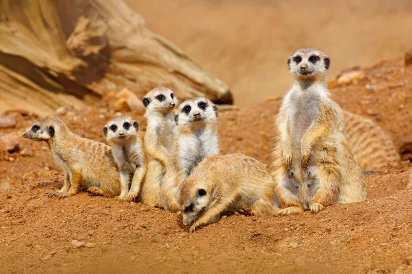 Velké surikaty rodina sedí na kameni — Stock fotografie