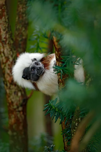 Маленькая обезьянка спрятана в зеленом тропическом лесу — стоковое фото