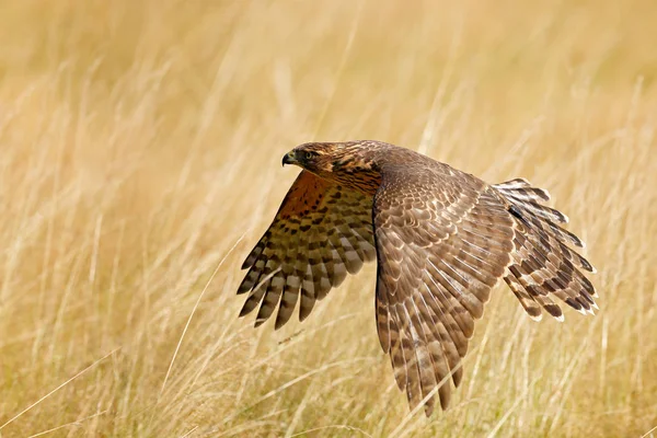 Duvhök flugor för byte — Stockfoto