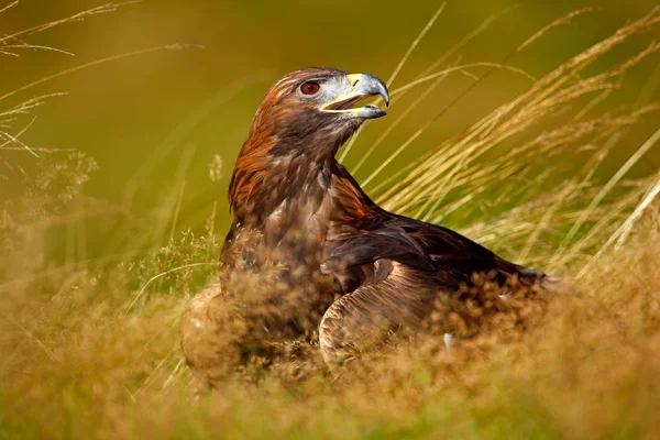 Golden Eagle sitting in brown grass — Stock Photo, Image