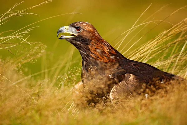 Golden Eagle sitting in brown grass — Stock Photo, Image