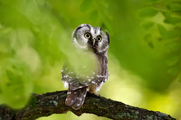 Boreal owl sits on tree branch — Stock Photo, Image