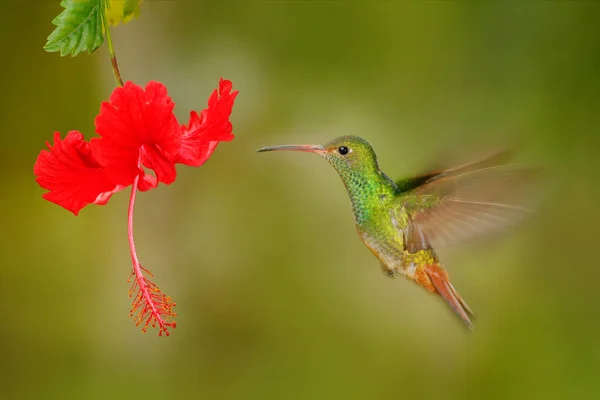 Beija-flor voando ao lado de bela flor — Fotografia de Stock