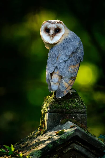 メンフクロウは、石の上に座っています。 — ストック写真