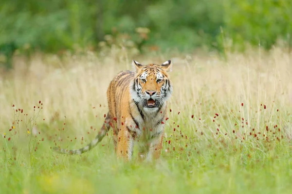 Tigre siberiana con fiori rossi — Foto Stock