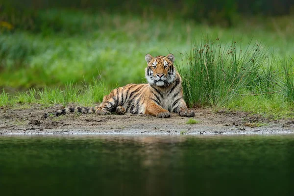 Tigre tendido cerca del río — Foto de Stock