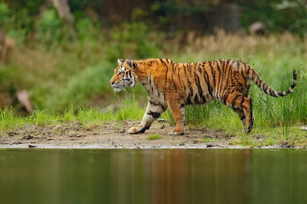 Amur tiger gångavstånd nära vatten — Stockfoto