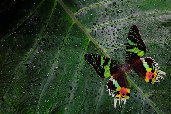 Madagaskar piękny zielony i czarny motyl — Zdjęcie stockowe