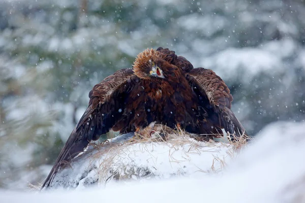 Golden Eagle killed hare — Stock Image Golden Eagle killed hare Stock Image