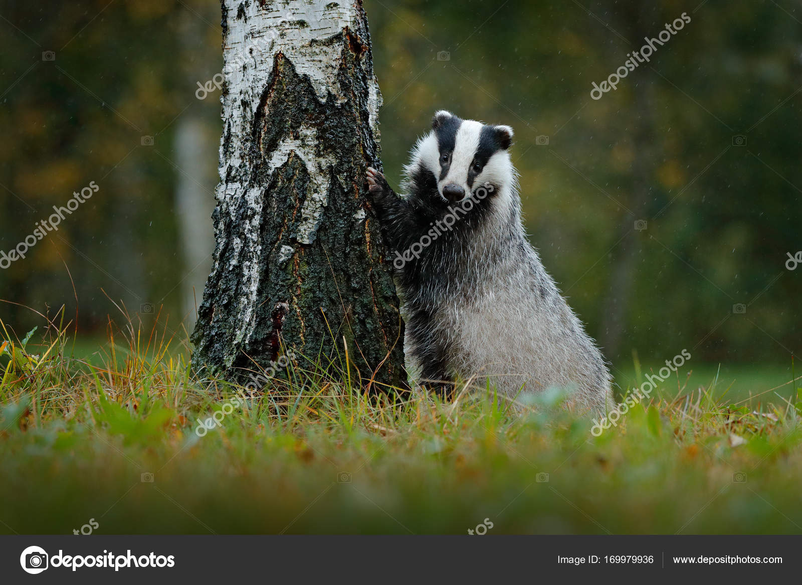 Badger in forest, animal nature habitat Stock Photo by ©OndrejProsicky  169979936