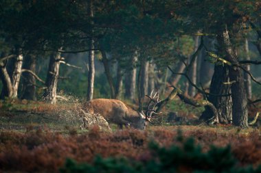 Kızıl geyik su birikintisi içinde