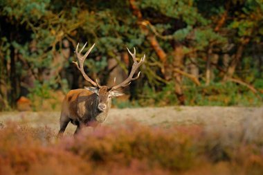 Hollanda sonbahar hayvan davranışları