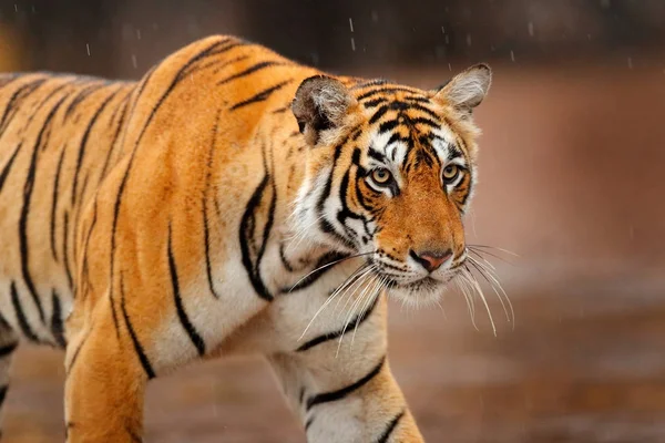 Tiger walking in green vegetation — Stock Photo, Image