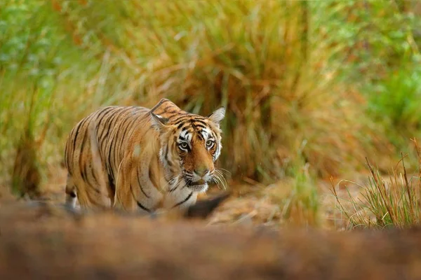 Tijger verborgen in gras — Stockfoto