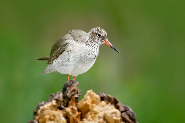 Comnon Redshank assis sur la pierre — Photo