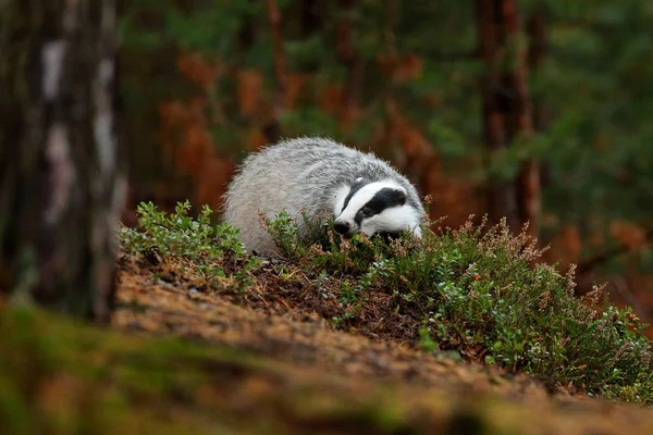 Tejón en el bosque, hábitat de la naturaleza animal —  Fotos de Stock