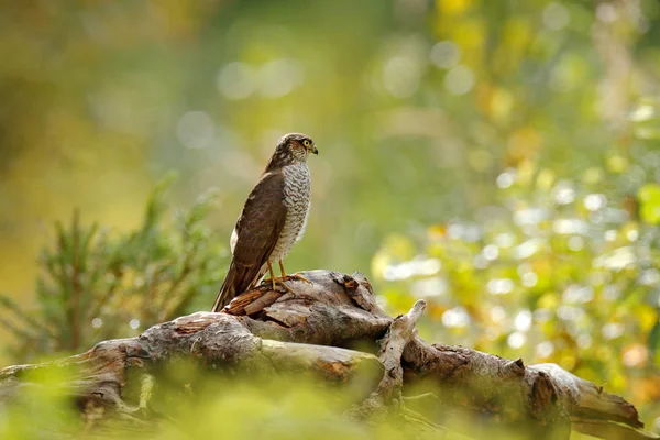 Aves de rapina Pardal eurasiático — Fotografia de Stock