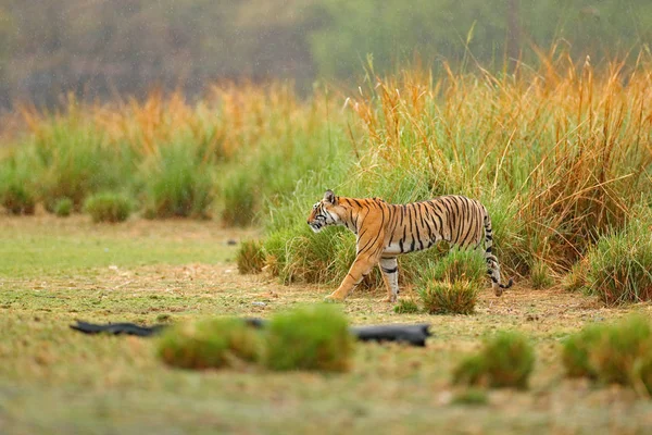 Tigre andando na grama do lago — Fotografia de Stock