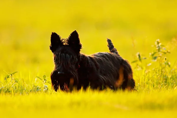 Skót terrier kutya — Stock Fotó