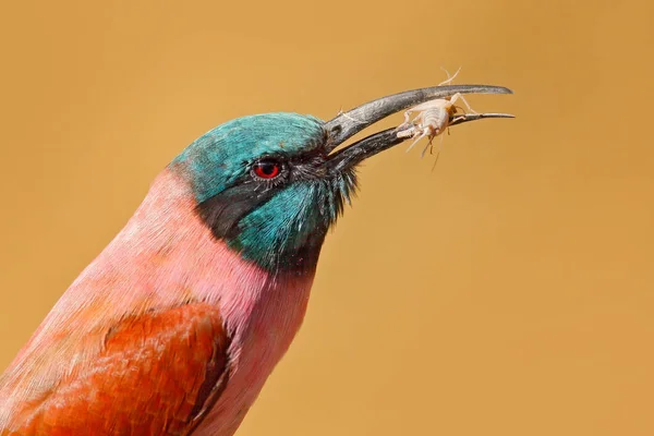 Noordelijke carmine bijeneter — Stockfoto