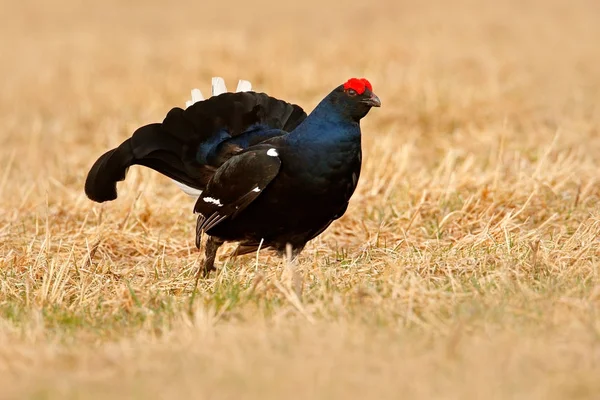 Black grouse in fog meadow — Stock Photo, Image